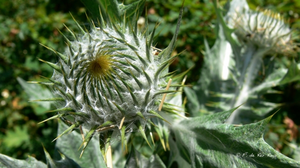 Bois des Moutiers (3) Summer 2012